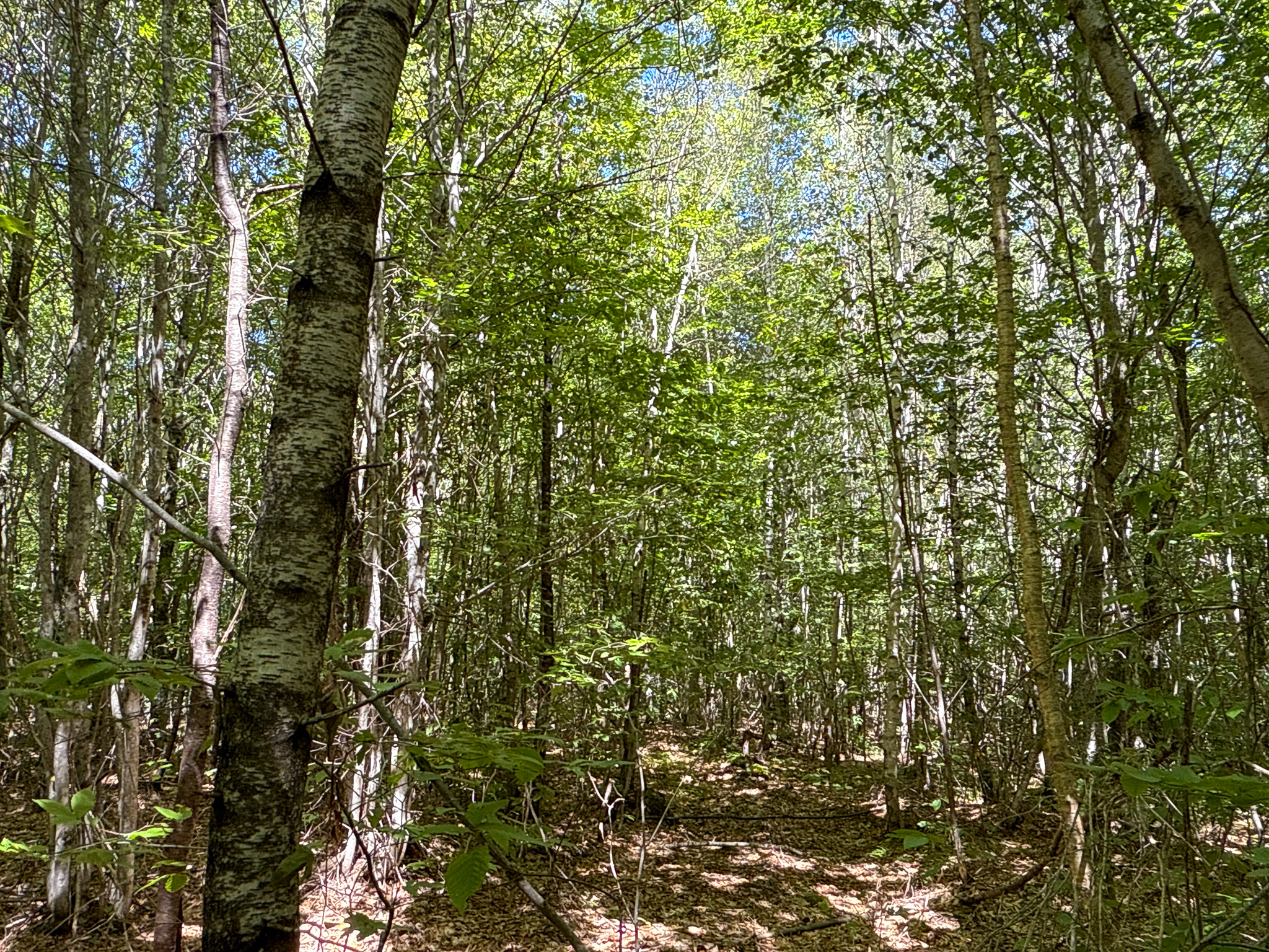 Private 25-Acre Woodlot with Trails & Recreation Access