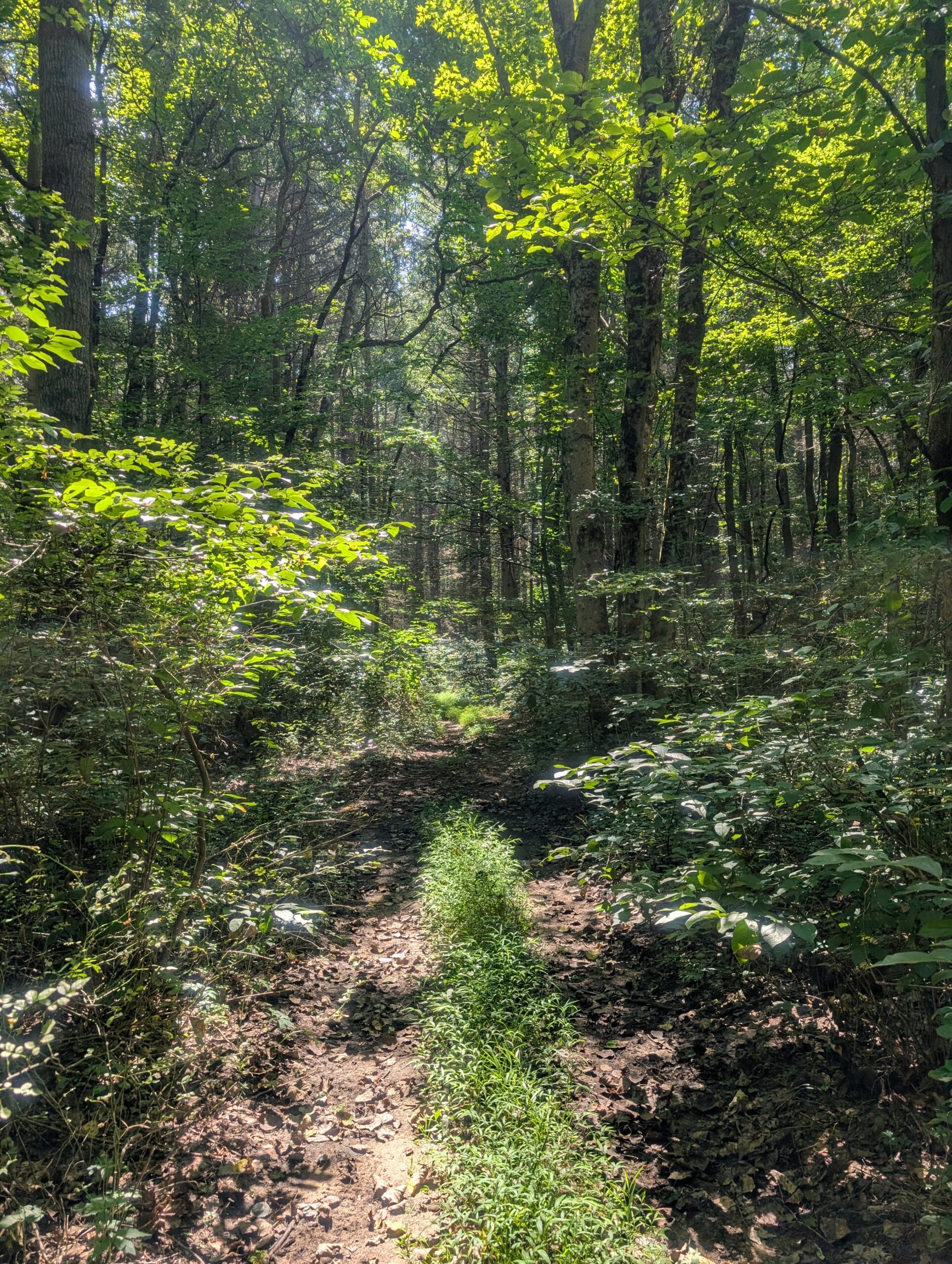 Secluded Central Ohio Hunting and Timber Land