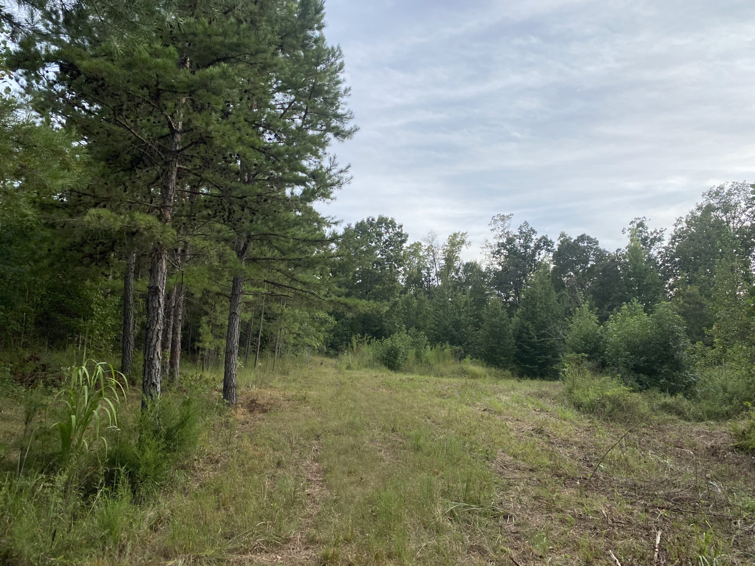 LAND FOR SALE IN TN WITH 2 LARGE PONDS NEAR PICKWICK LAKE
