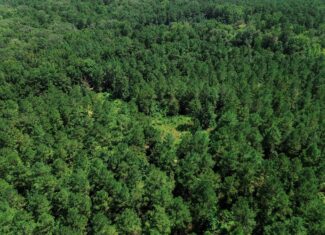 Lincoln Parish Timberland for Sale