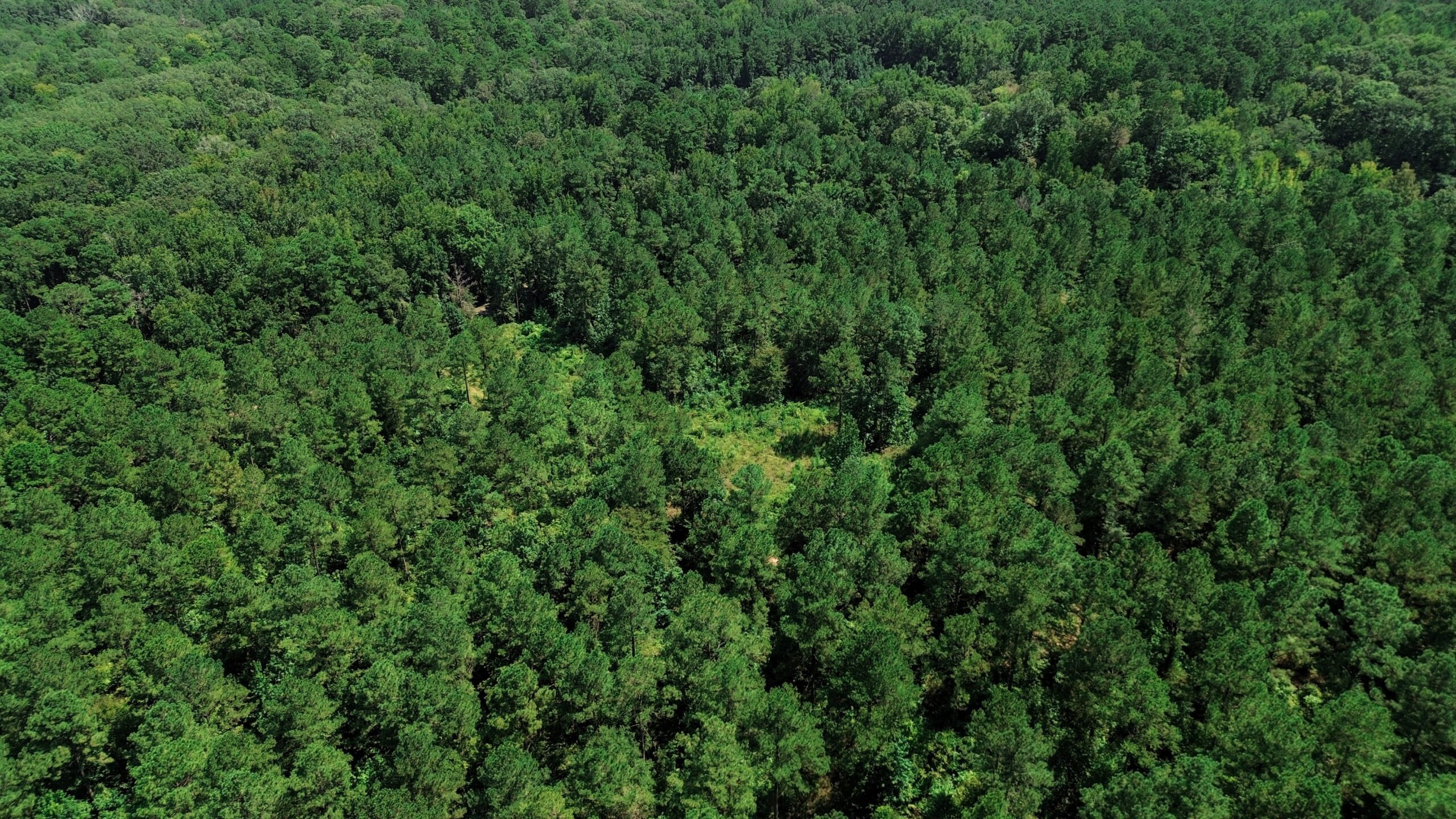 Lincoln Parish Timberland for Sale