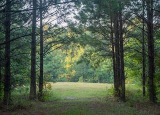 Claiborne Parish Timberland for Sale