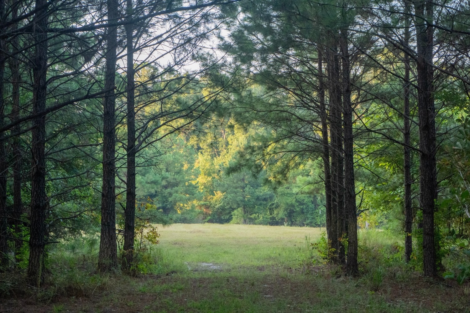 Claiborne Parish Timberland for Sale