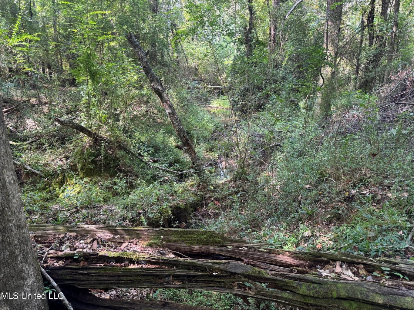 38 acres in Mississippi Near Louisiana State Line