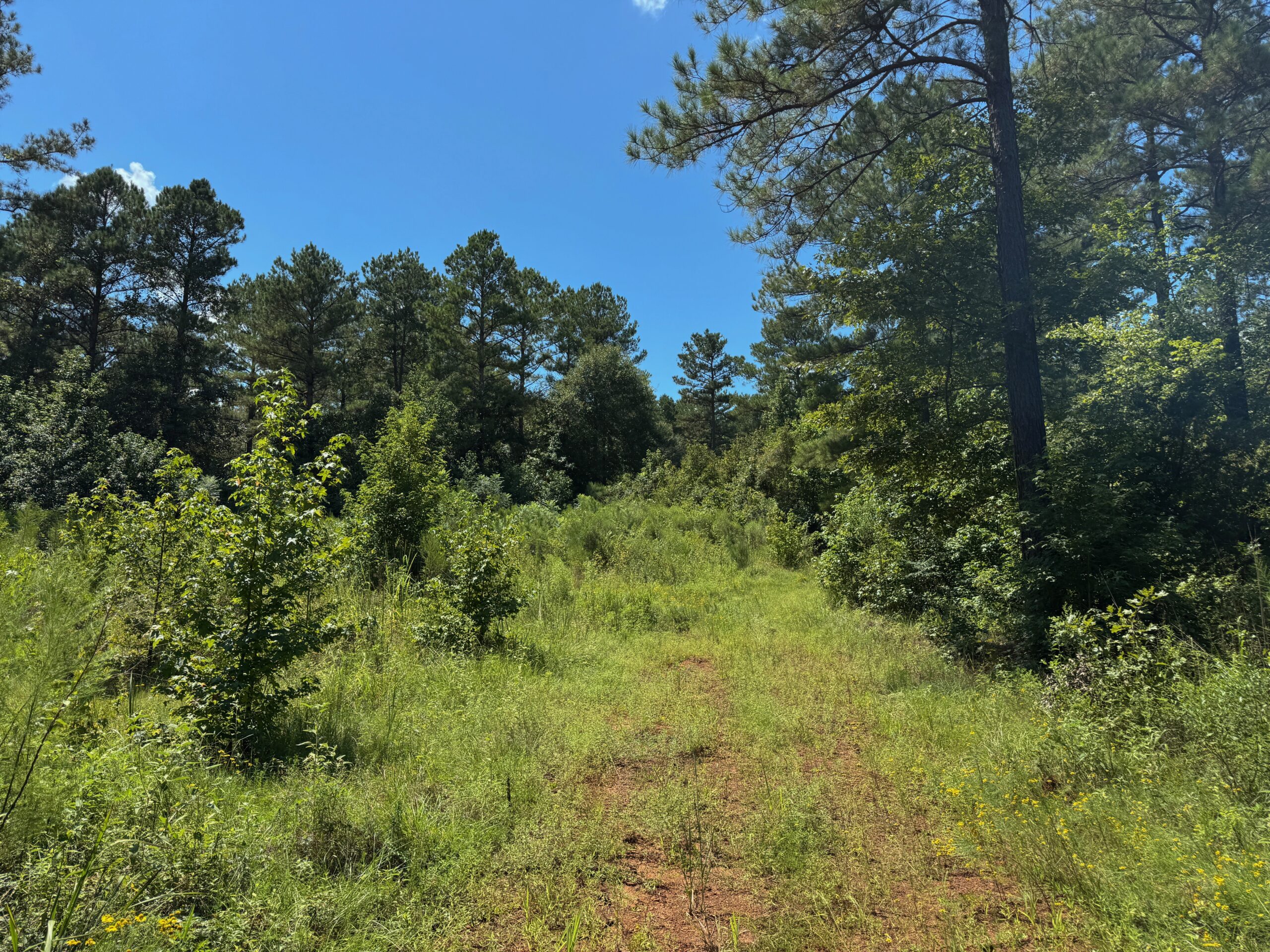 Lincoln Parish Timberland for Sale