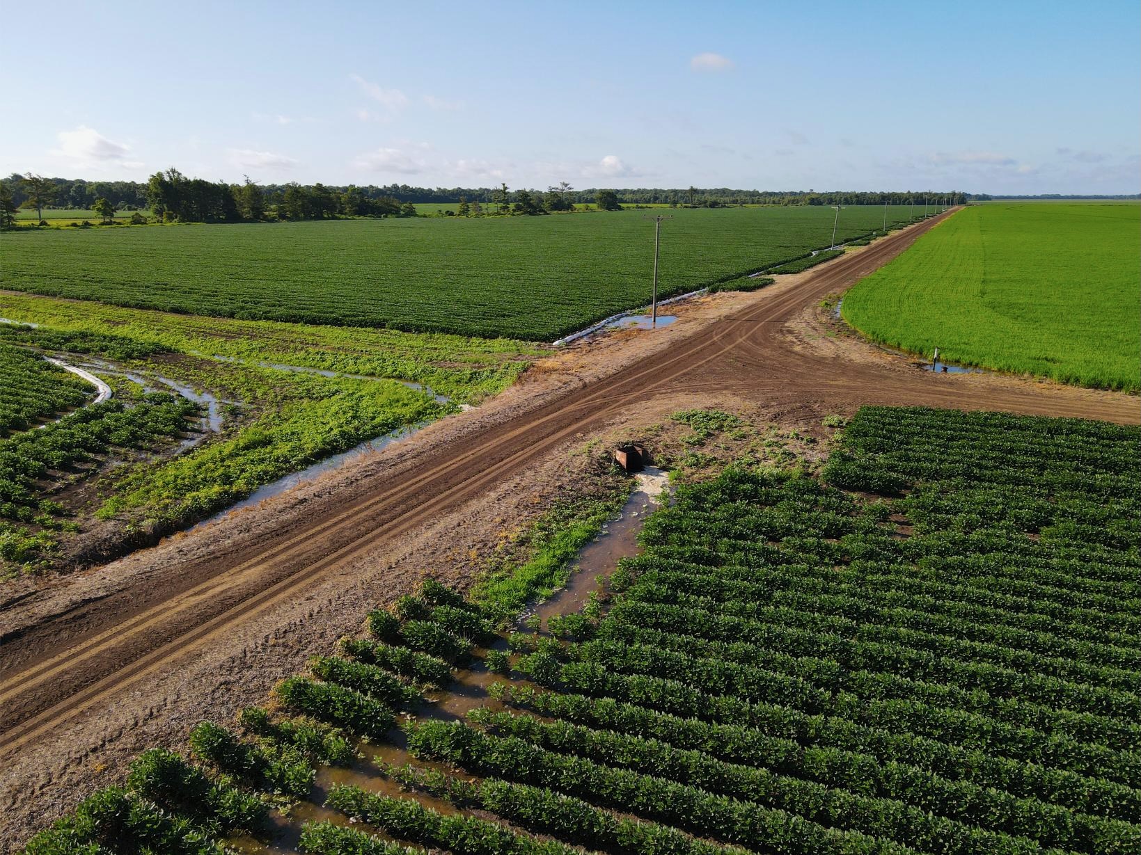 500 +/- Acres Precision Leveled and Irrigated Farmland