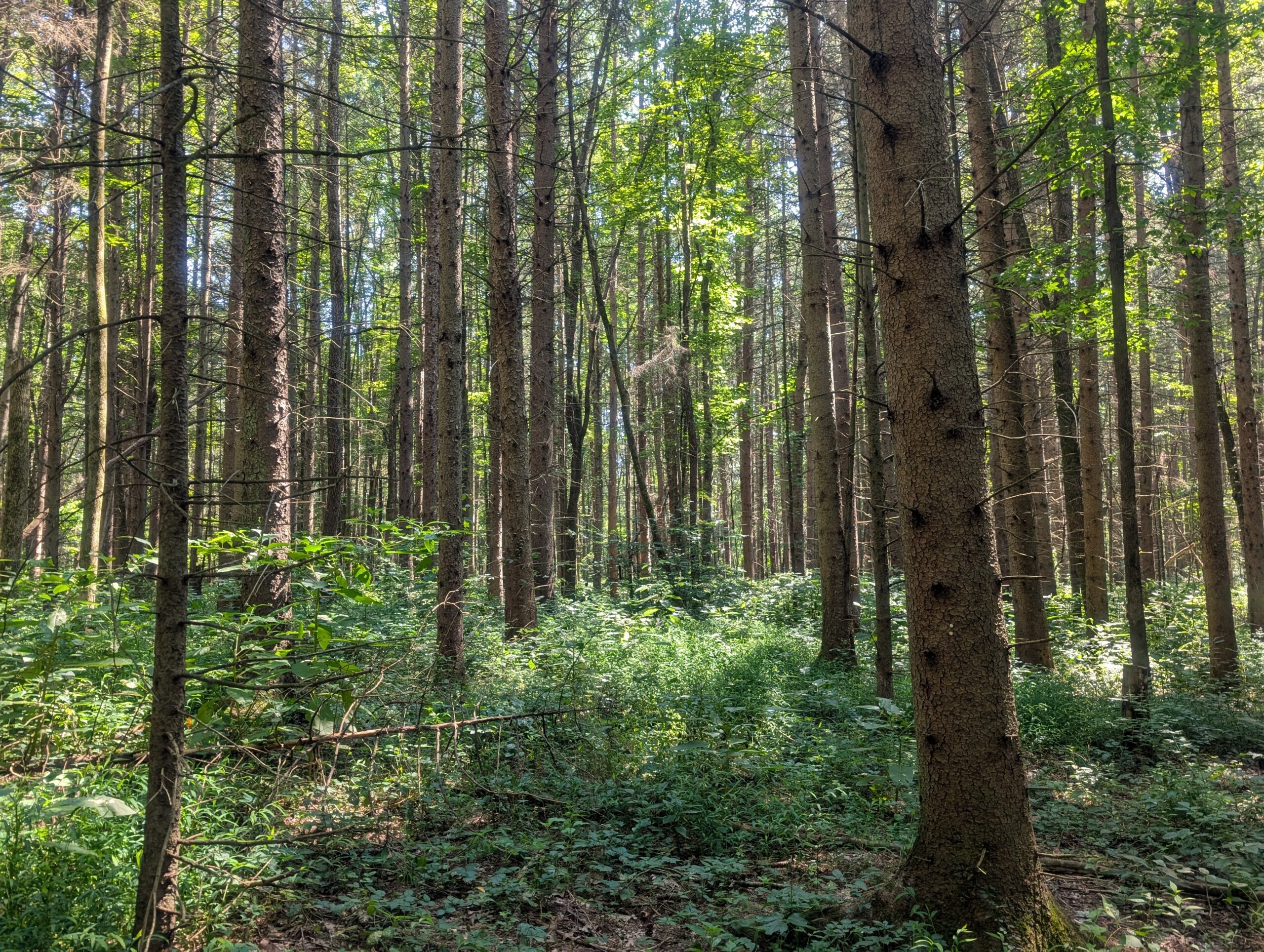 Secluded Central Ohio Hunting and Timber Land