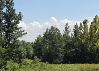 Where the River Runs Wild – 76 Acres of Pure Oklahoma Timber, Trails & Trophy Whitetail Hunting