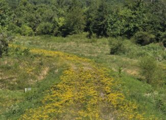 Where the River Runs Wild – 76 Acres of Pure Oklahoma Timber, Trails & Trophy Whitetail Hunting
