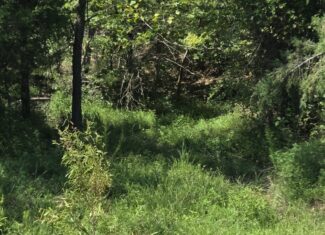 Where the River Runs Wild – 76 Acres of Pure Oklahoma Timber, Trails & Trophy Whitetail Hunting