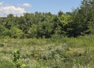 Where the River Runs Wild – 76 Acres of Pure Oklahoma Timber, Trails & Trophy Whitetail Hunting