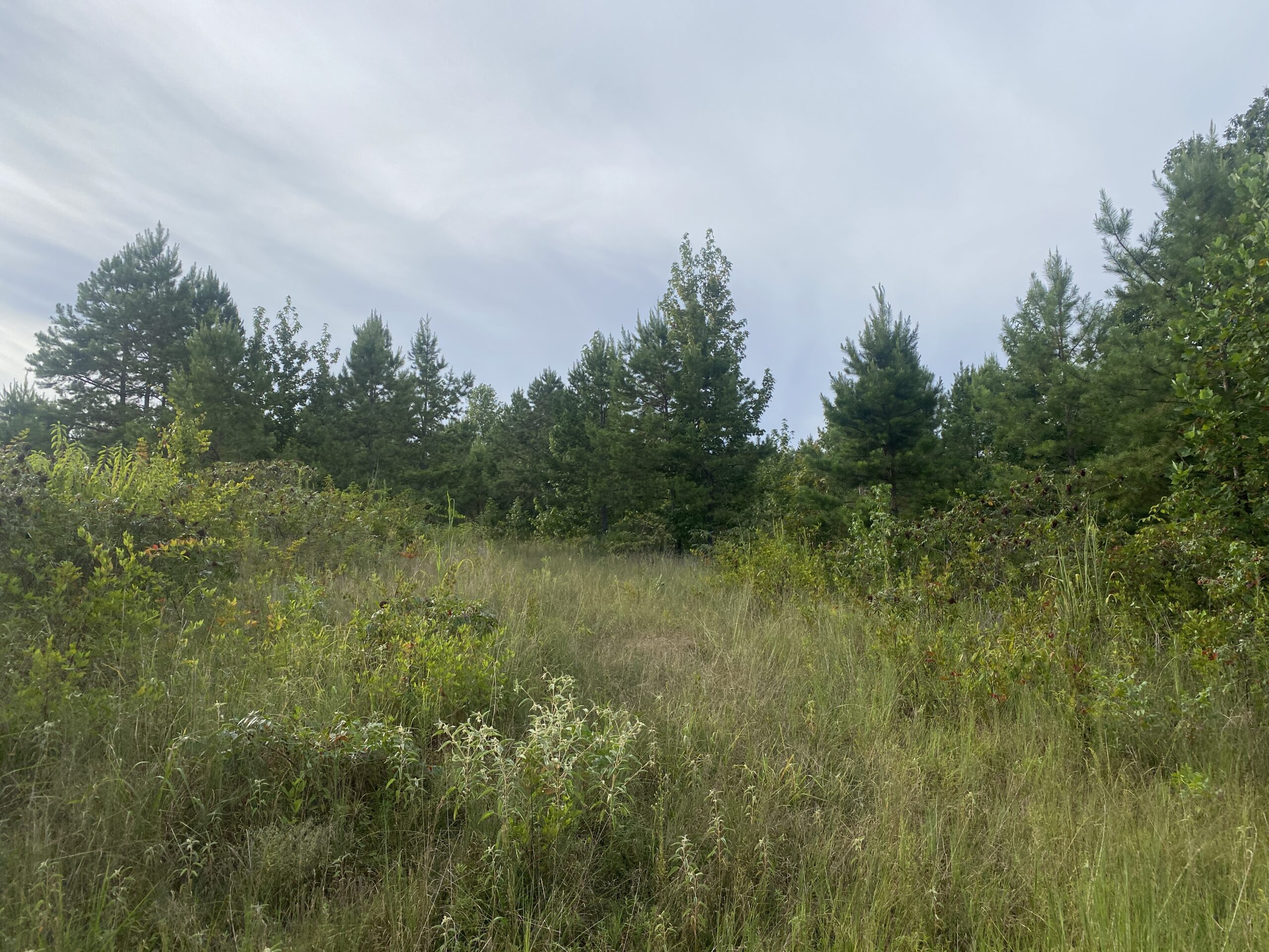 LAND FOR SALE IN TN WITH 2 LARGE PONDS NEAR PICKWICK LAKE