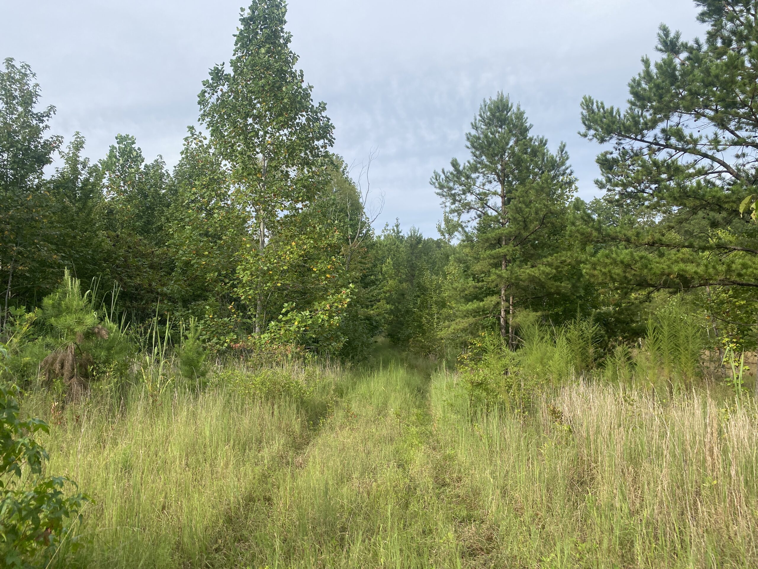 LAND FOR SALE IN TN WITH 2 LARGE PONDS NEAR PICKWICK LAKE