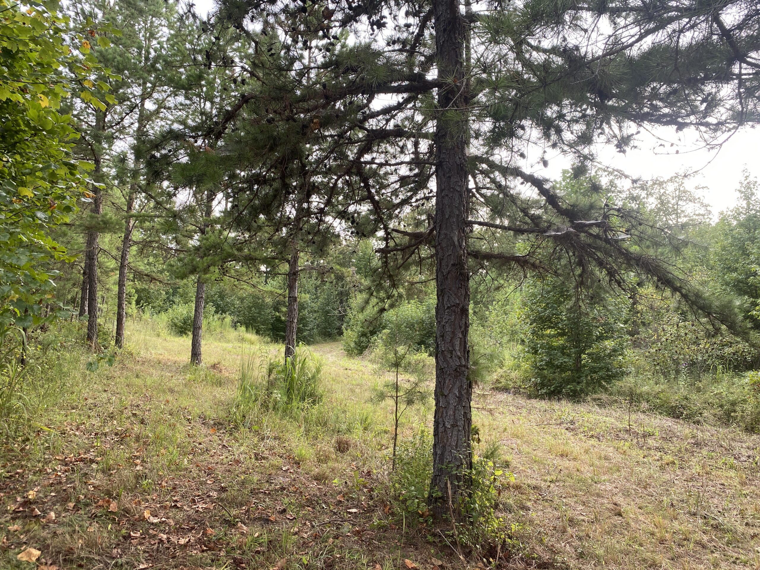 LAND FOR SALE IN TN WITH 2 LARGE PONDS NEAR PICKWICK LAKE