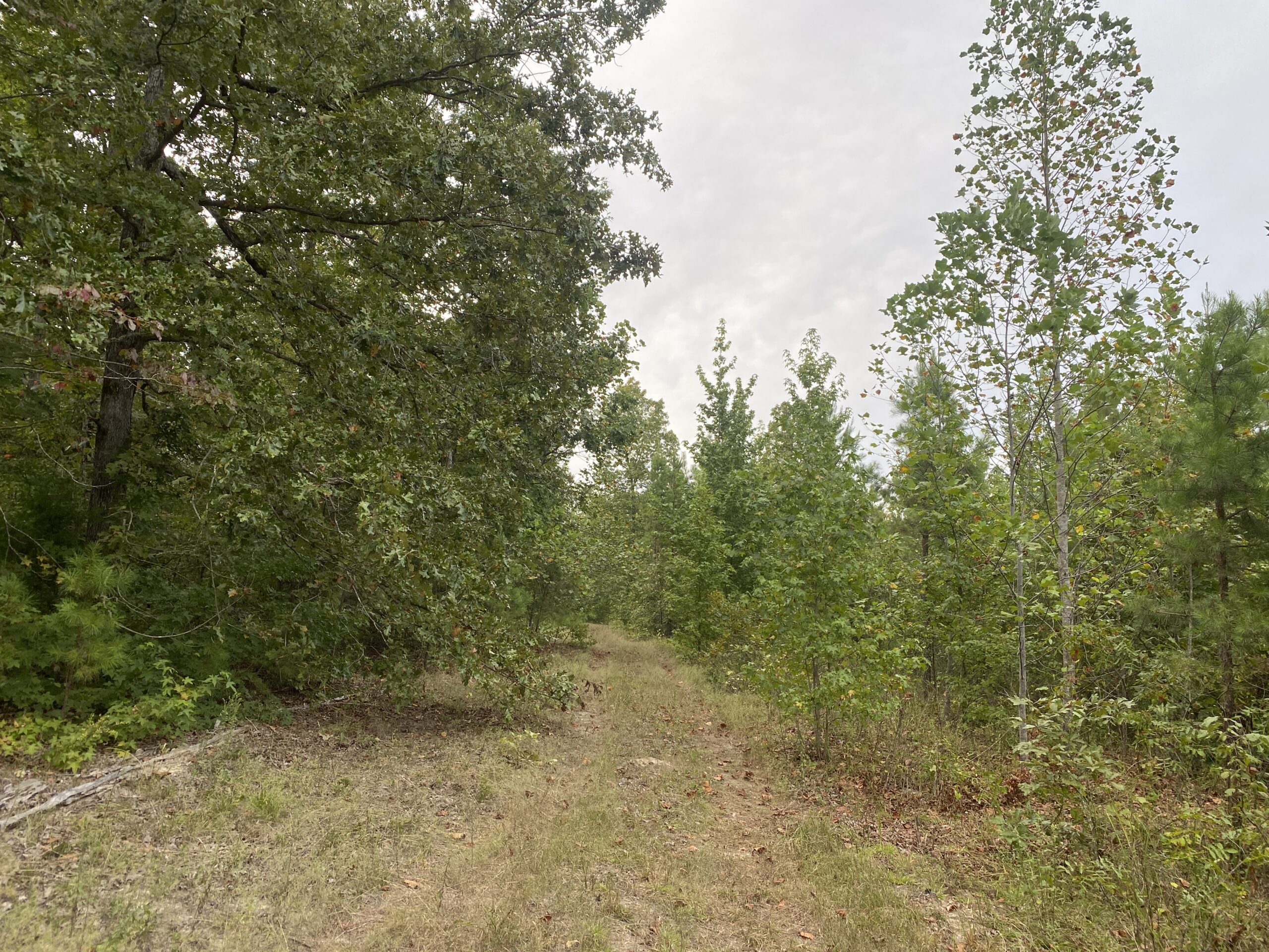 LAND FOR SALE IN TN WITH 2 LARGE PONDS NEAR PICKWICK LAKE