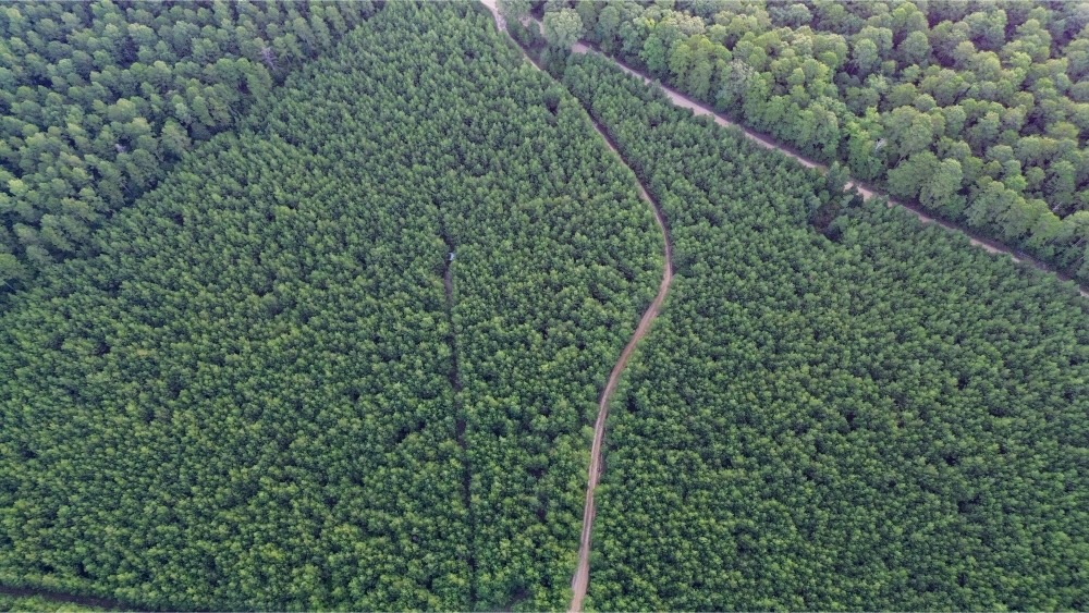 Claiborne Parish Timberland for Sale