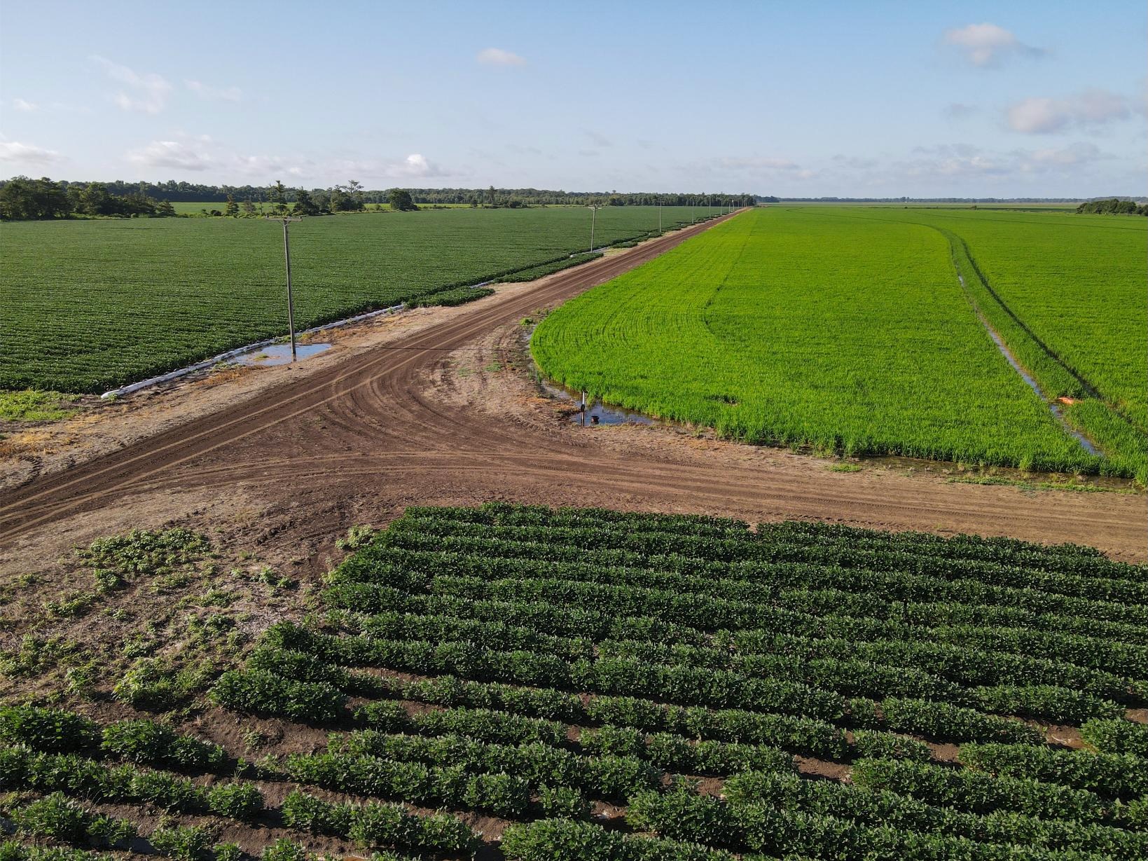 500 +/- Acres Precision Leveled and Irrigated Farmland