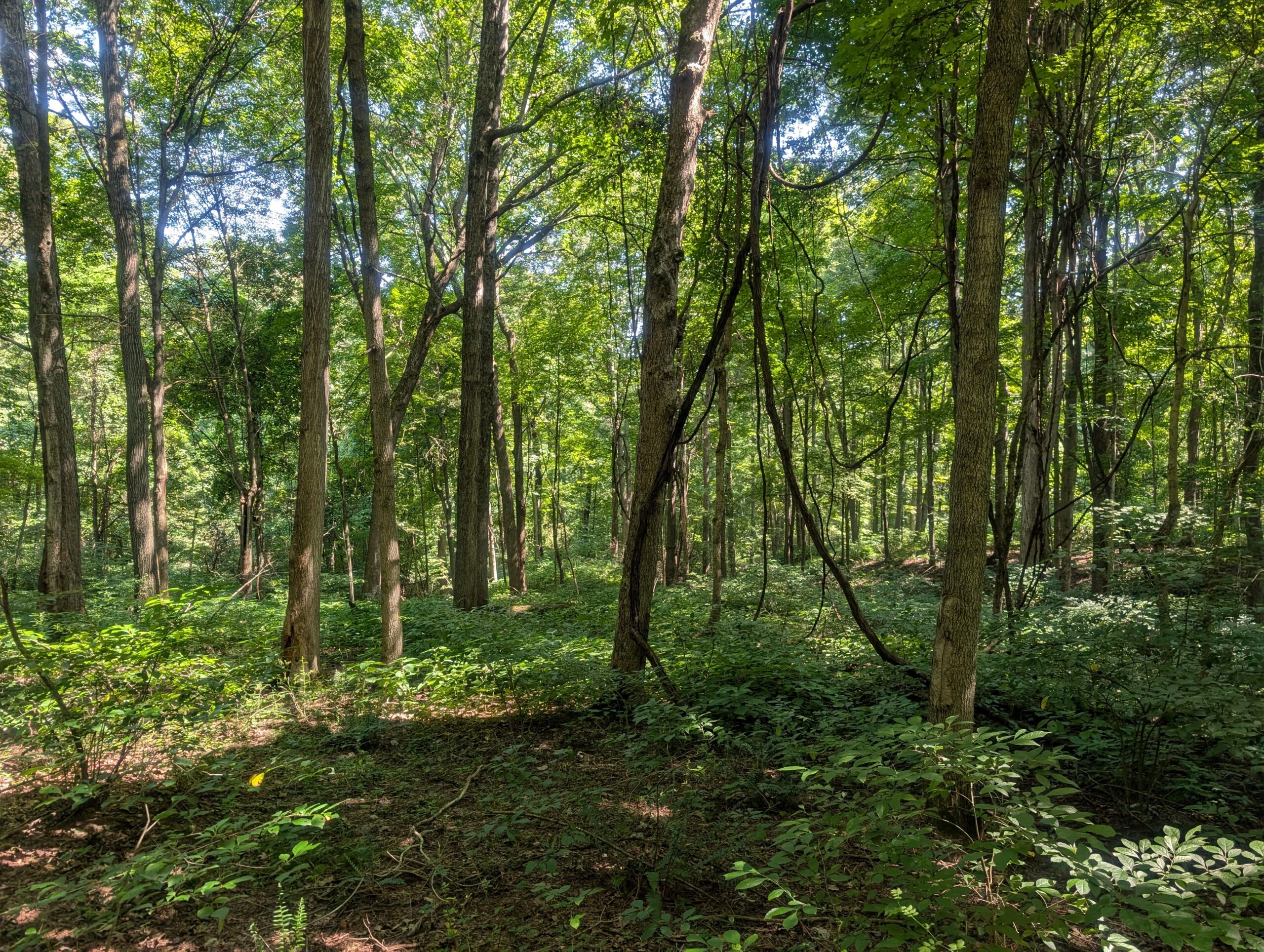 Secluded Central Ohio Hunting and Timber Land