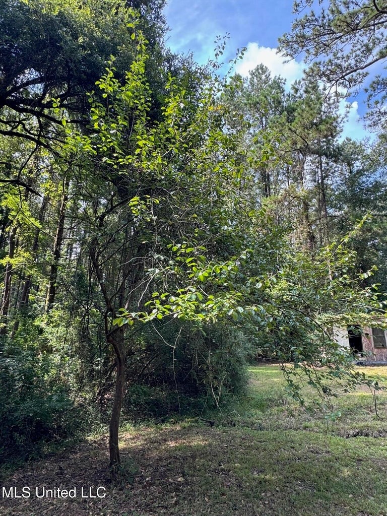 38 acres in Mississippi Near Louisiana State Line