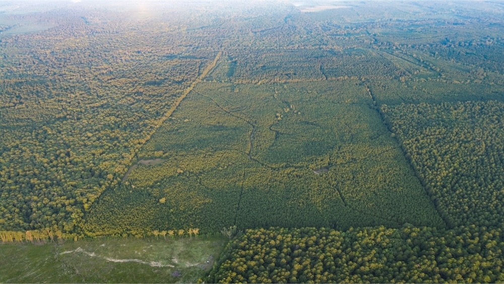 Claiborne Parish Timberland for Sale