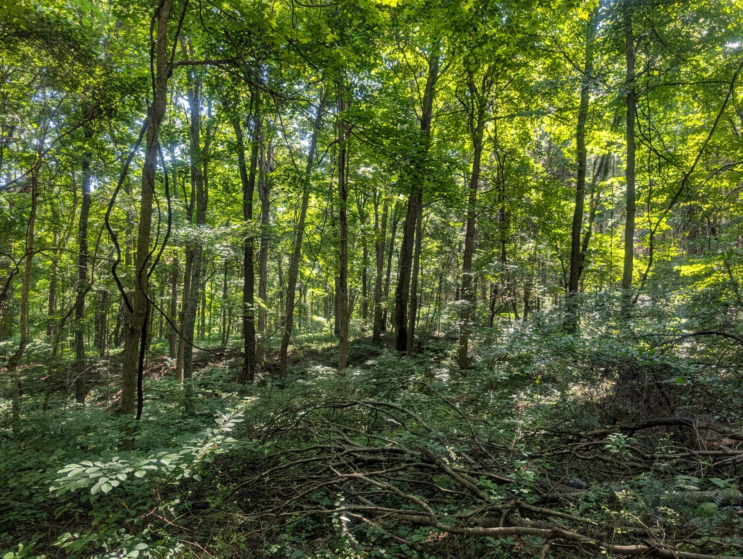 Secluded Central Ohio Hunting and Timber Land