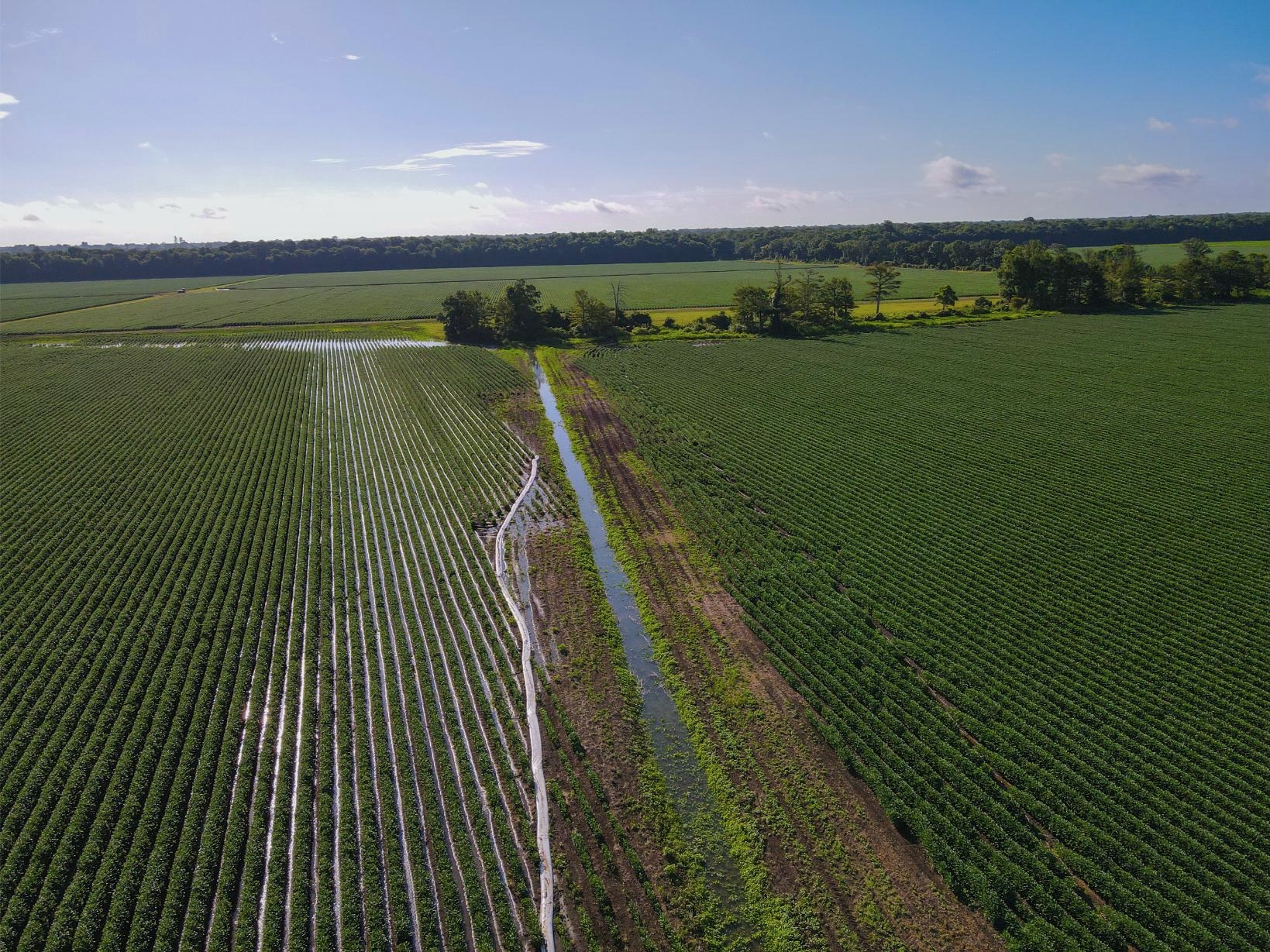 500 +/- Acres Precision Leveled and Irrigated Farmland