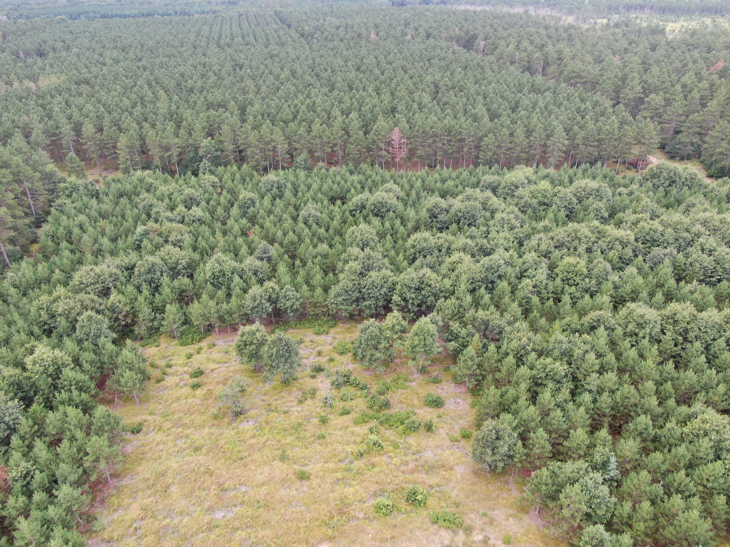 22.35+/- Wooded Acres in Adams County’s Town of Big Flats