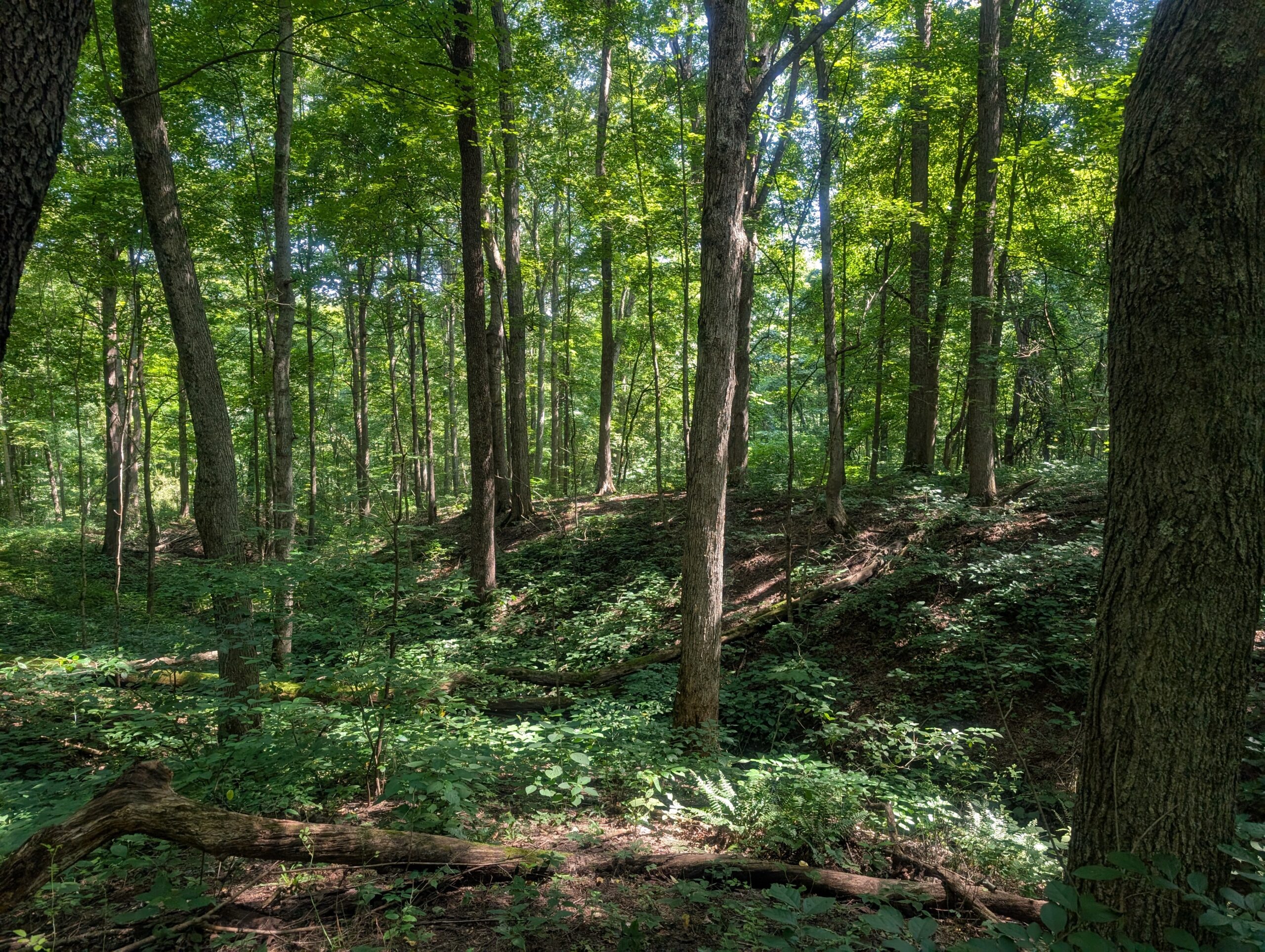 Secluded Central Ohio Hunting and Timber Land