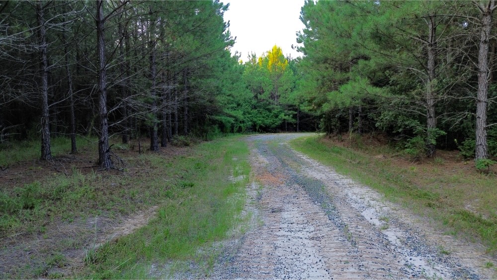 Claiborne Parish Timberland for Sale