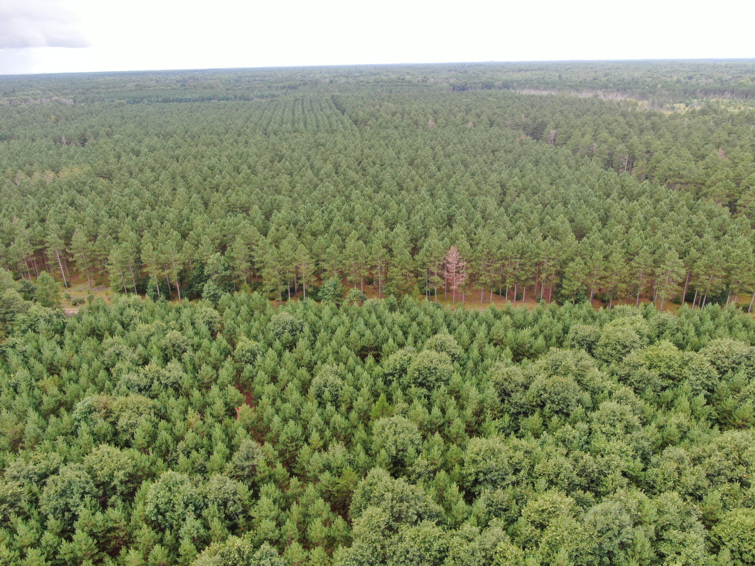 22.35+/- Wooded Acres in Adams County’s Town of Big Flats