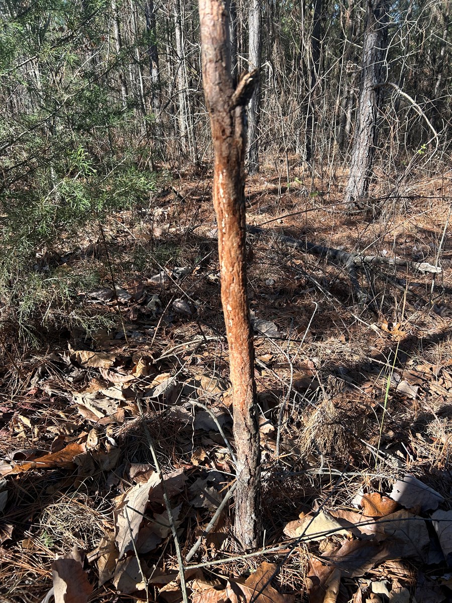 40 Acres of Harwood Timber in Talladega, Alabama