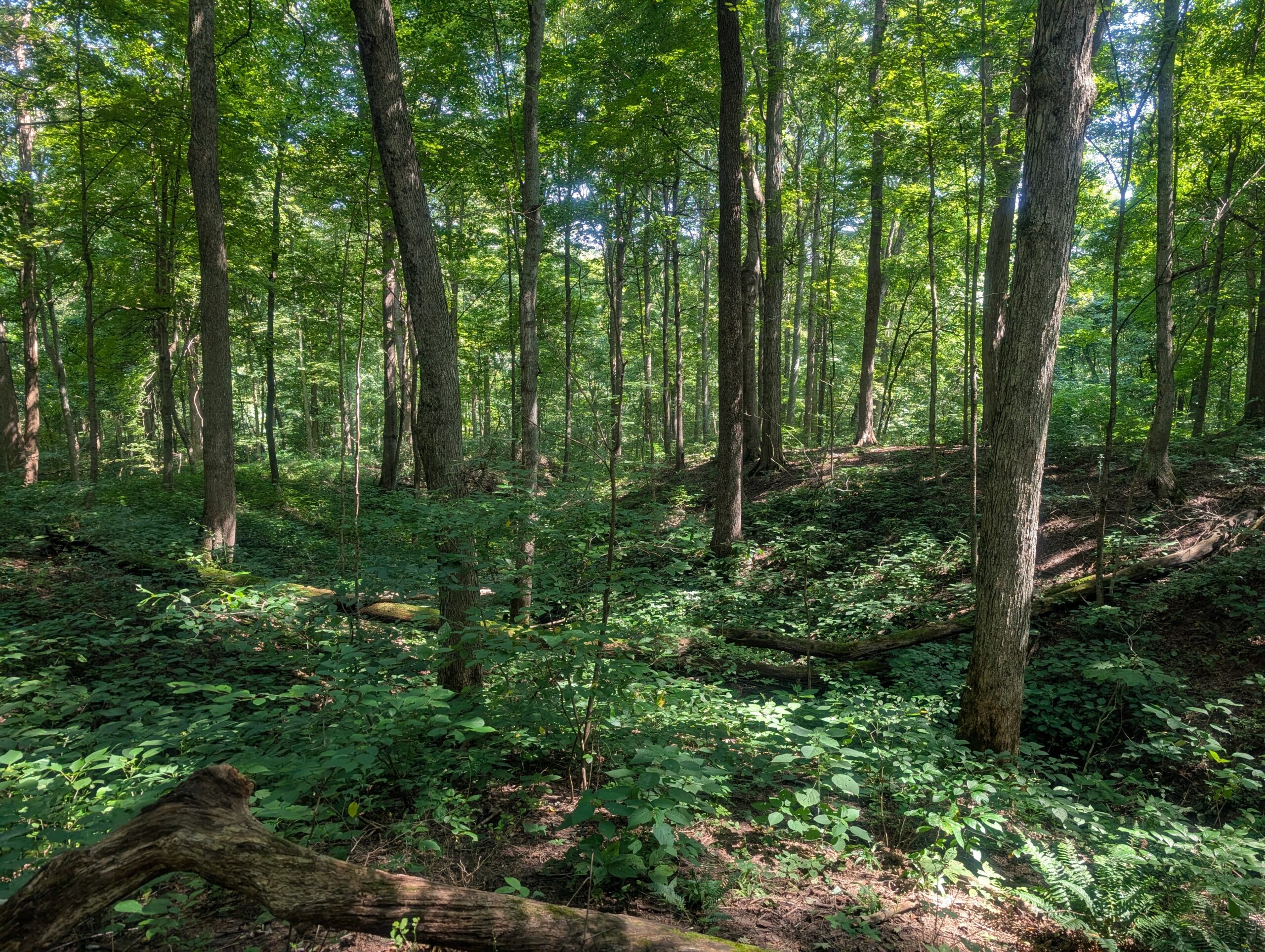 Secluded Central Ohio Hunting and Timber Land