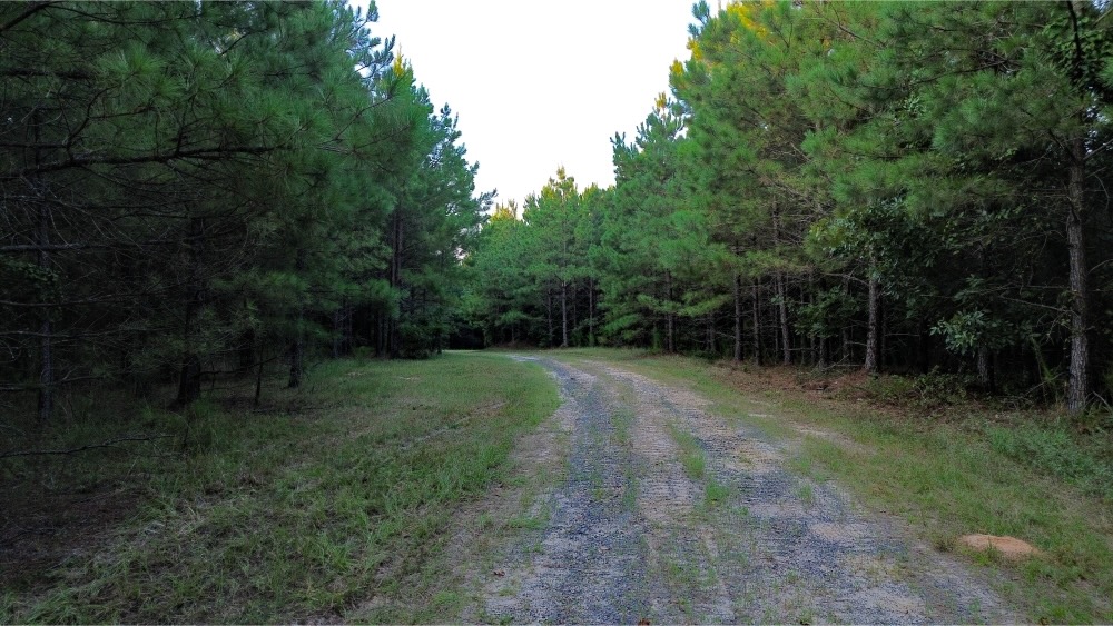 Claiborne Parish Timberland for Sale