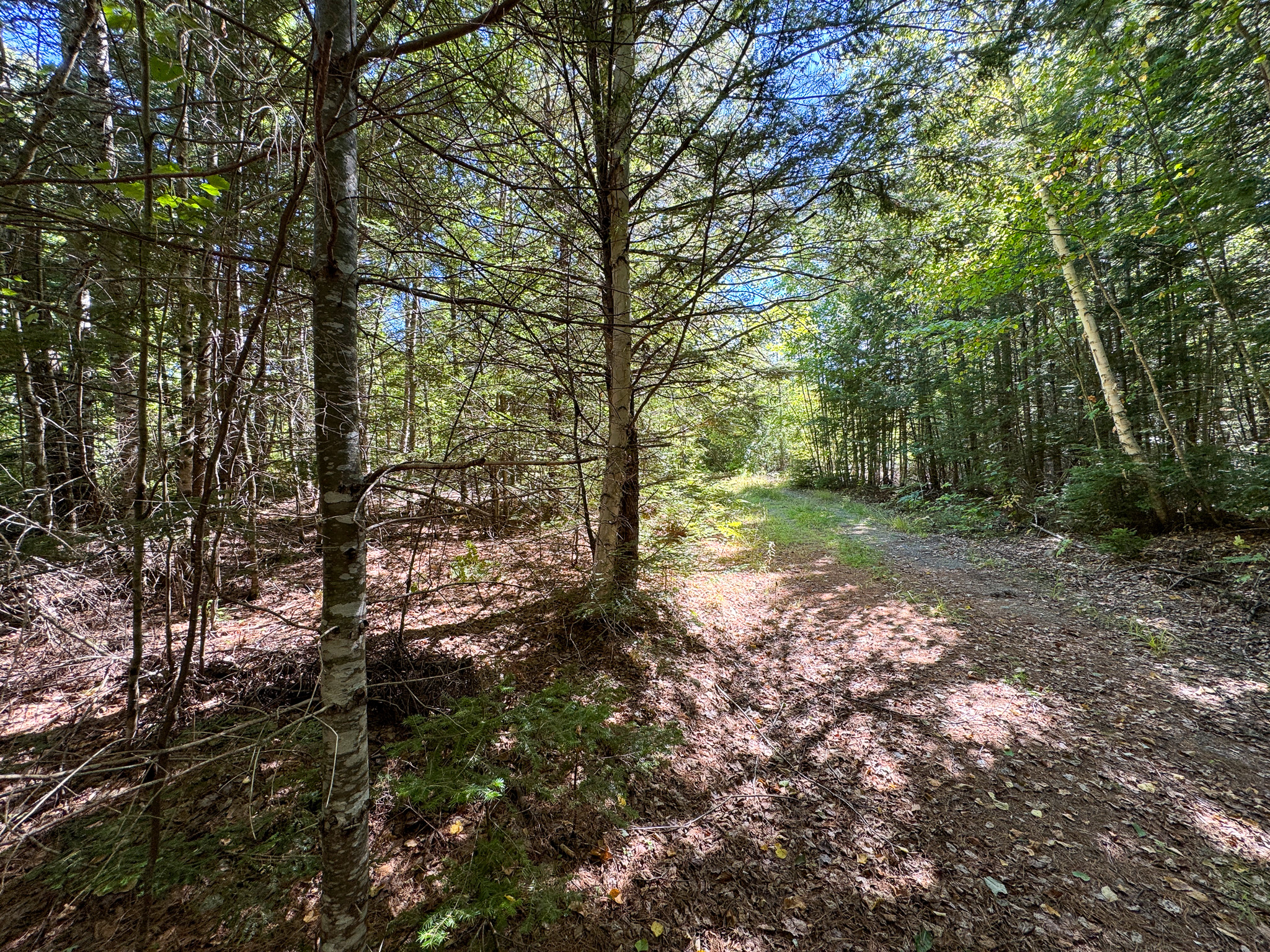 516 Acres Bordering State Wildlife Management Area