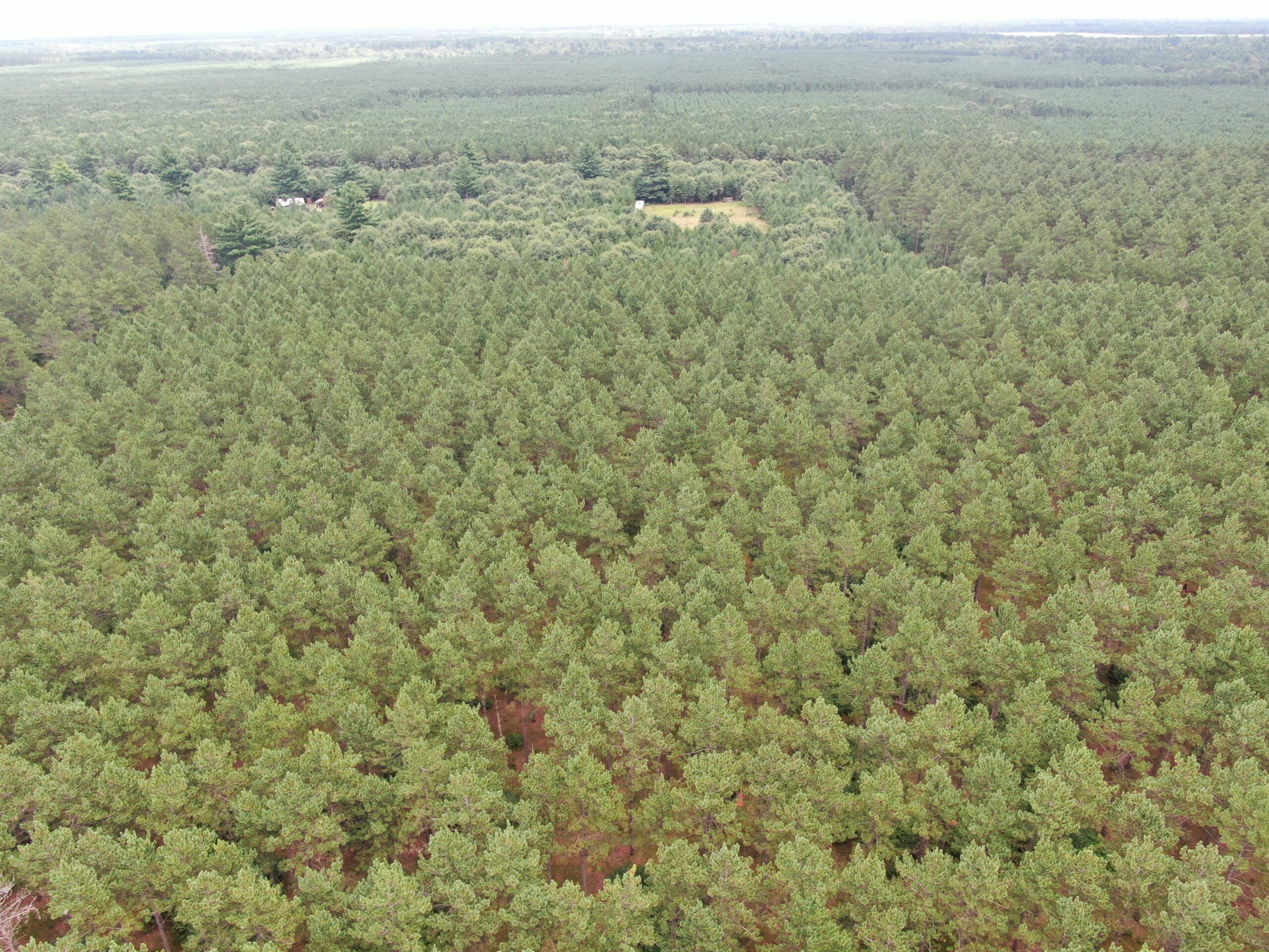 22.35+/- Wooded Acres in Adams County’s Town of Big Flats