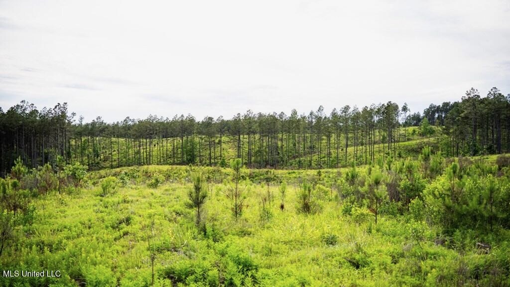 Catahoula Parish 290 Acres Hunting and Income Property