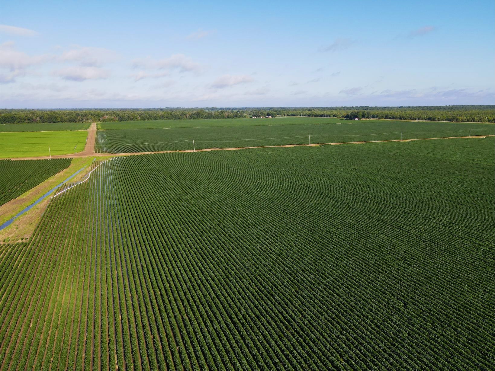 500 +/- Acres Precision Leveled and Irrigated Farmland