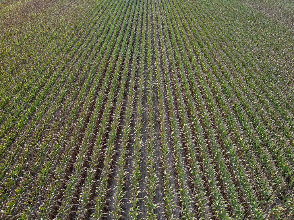 Tchula MS Delta 97 Acres