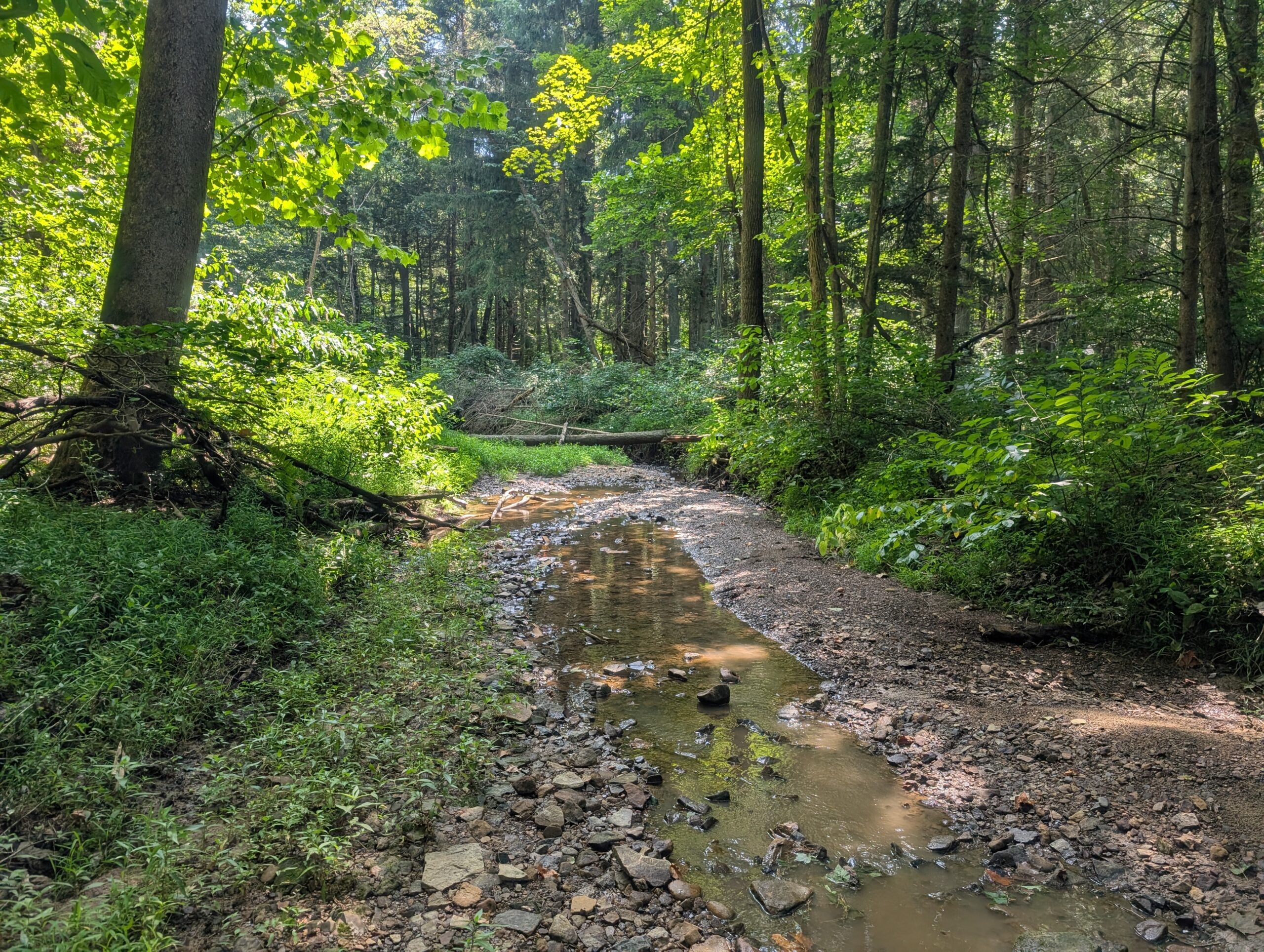 Secluded Central Ohio Hunting and Timber Land