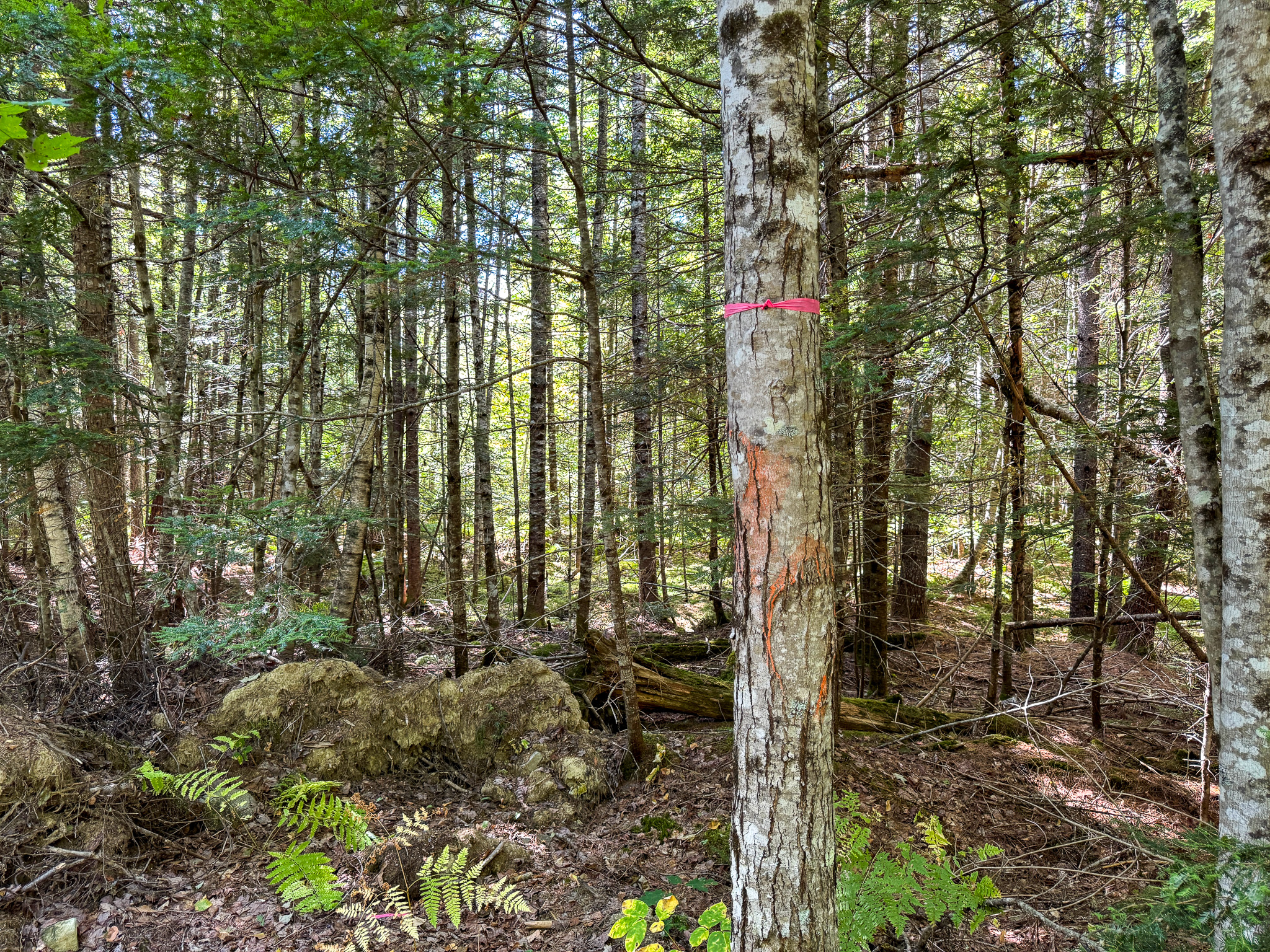 516 Acres Bordering State Wildlife Management Area