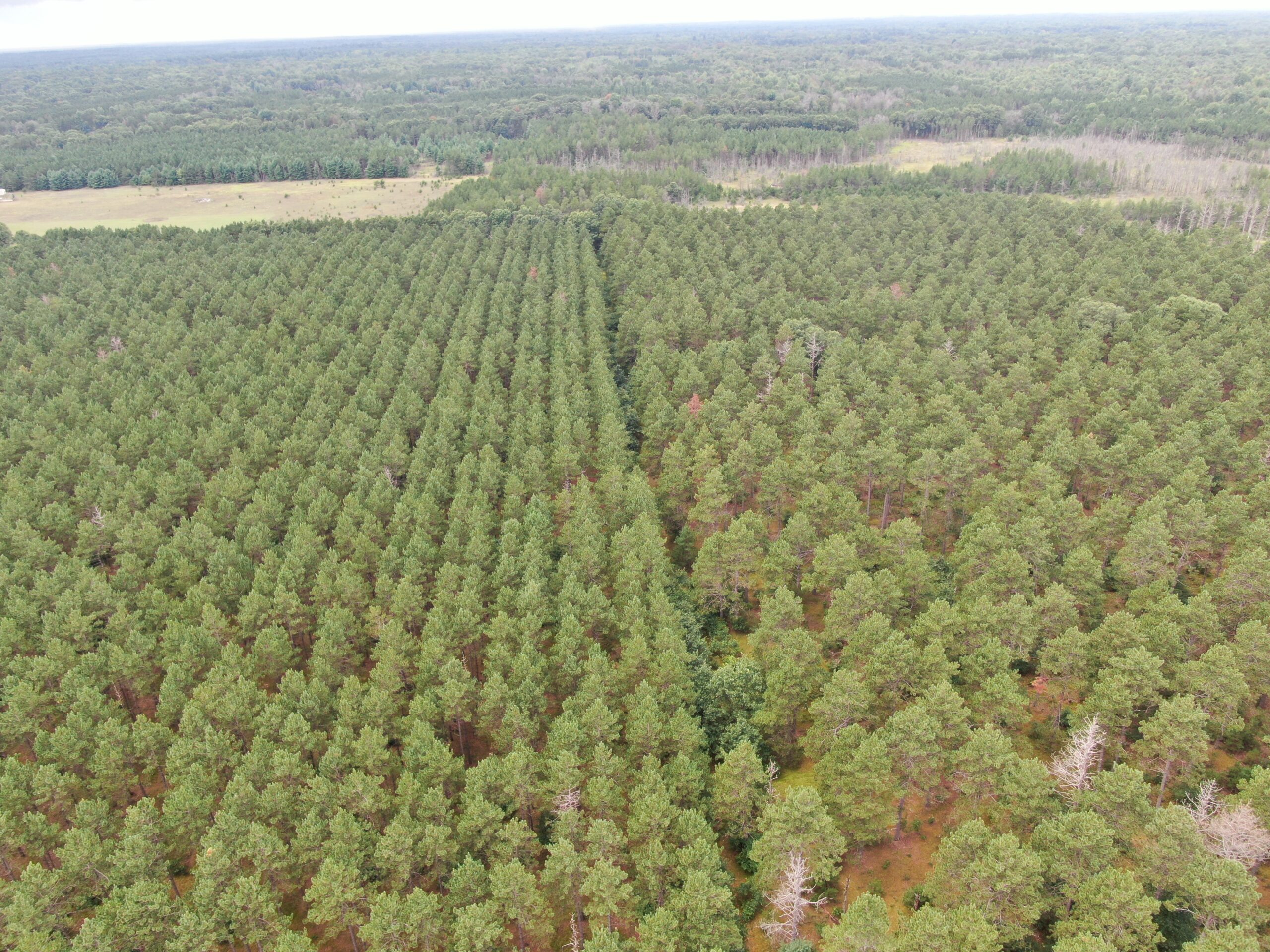 22.35+/- Wooded Acres in Adams County’s Town of Big Flats