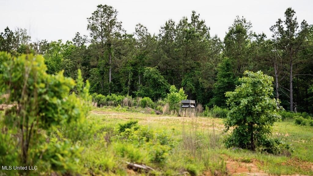 Catahoula Parish 290 Acres Hunting and Income Property