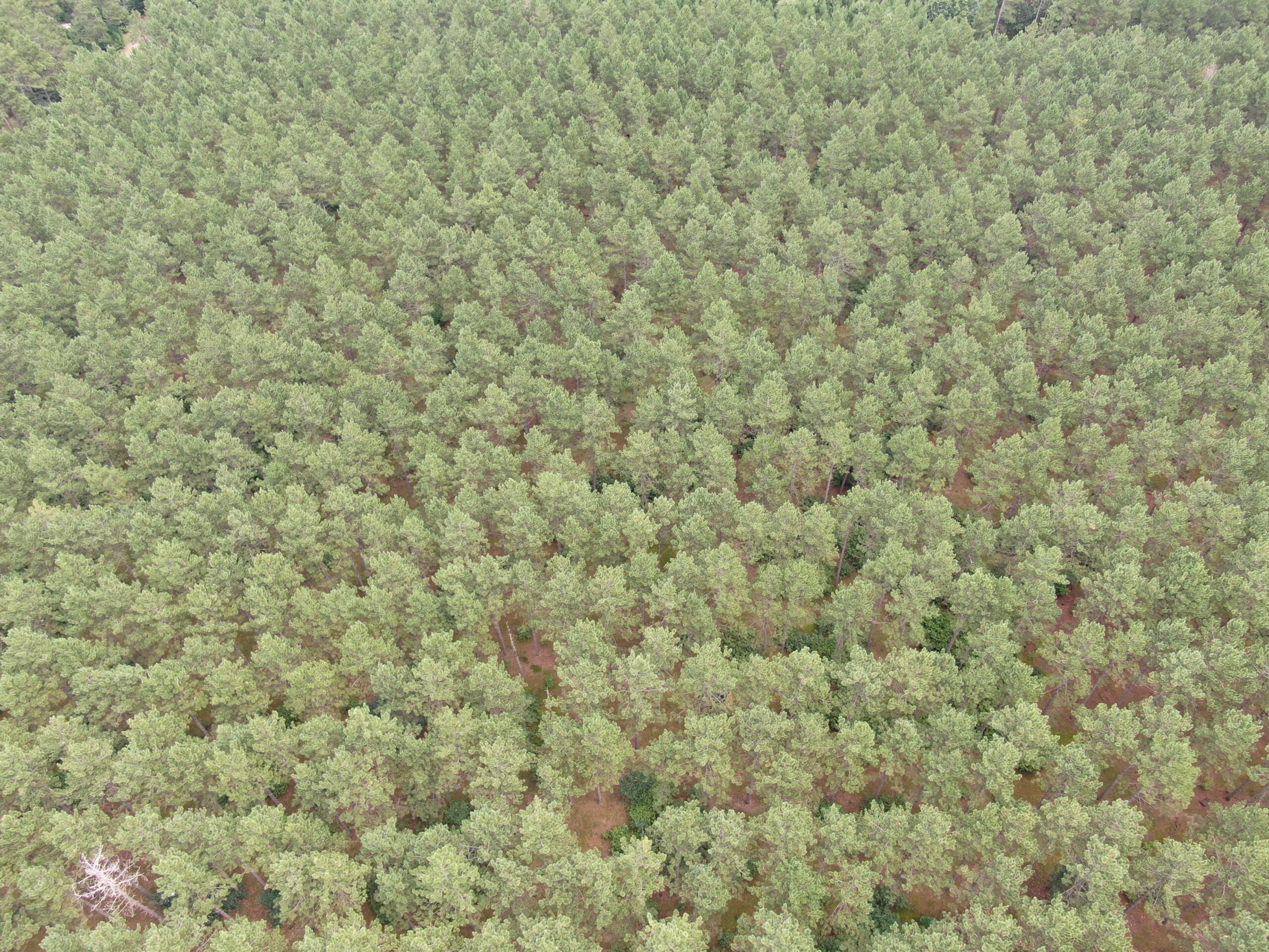 22.35+/- Wooded Acres in Adams County’s Town of Big Flats