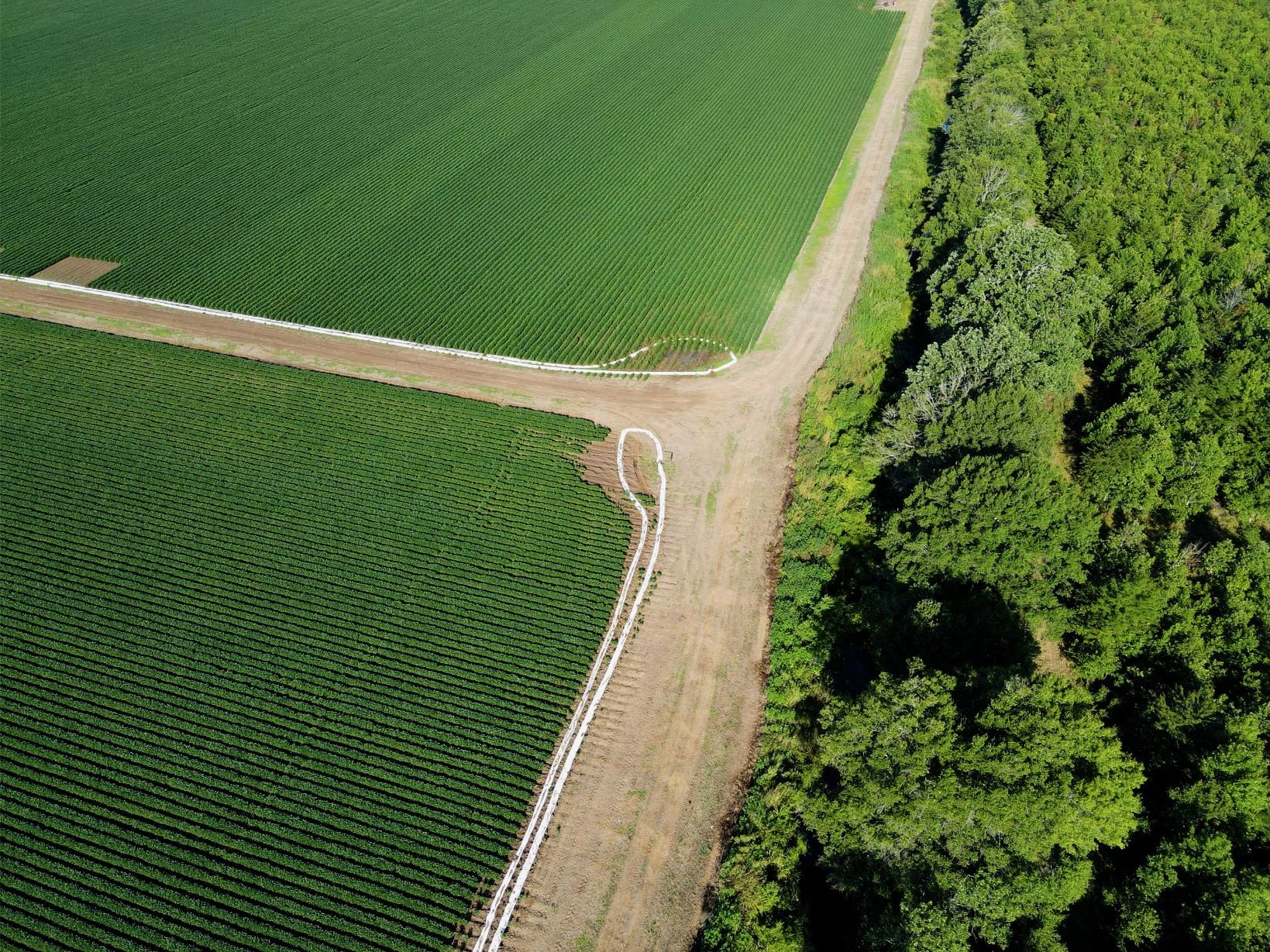500 +/- Acres Precision Leveled and Irrigated Farmland