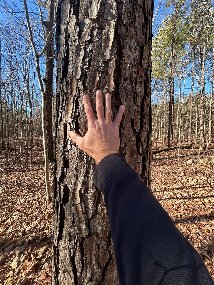 40 Acres of Harwood Timber in Talladega, Alabama
