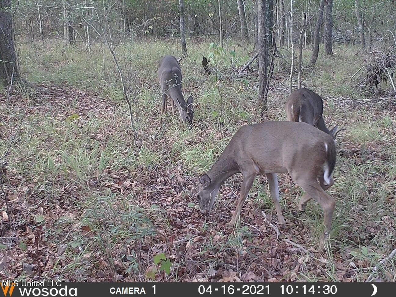 38 acres in Mississippi Near Louisiana State Line