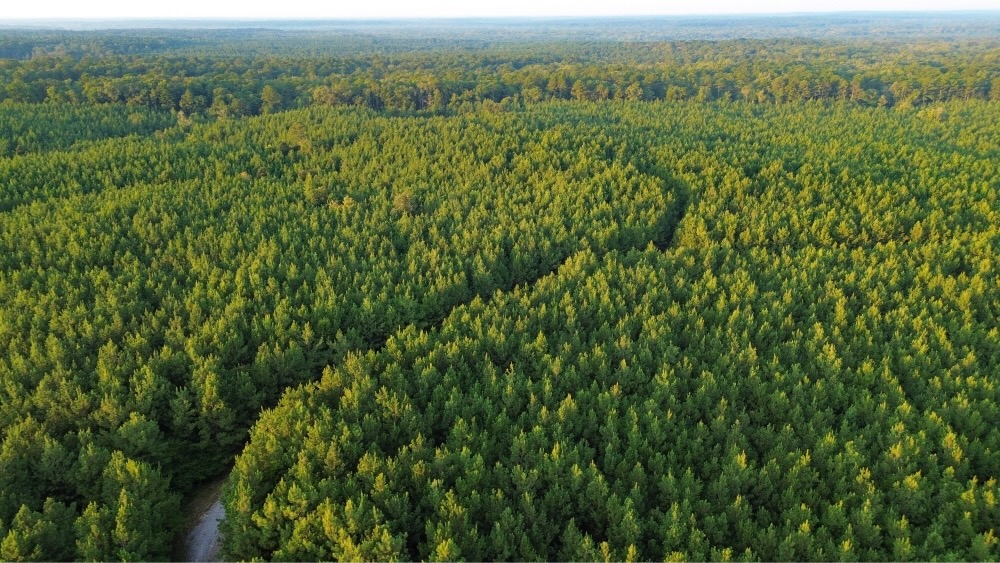 Claiborne Parish Timberland for Sale