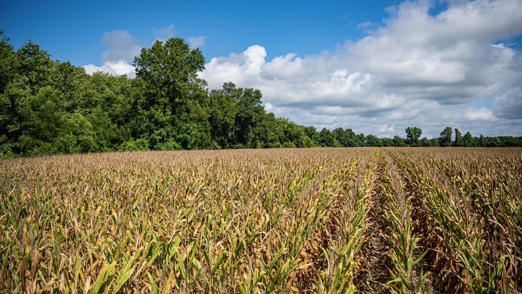 Tchula MS Delta 97 Acres
