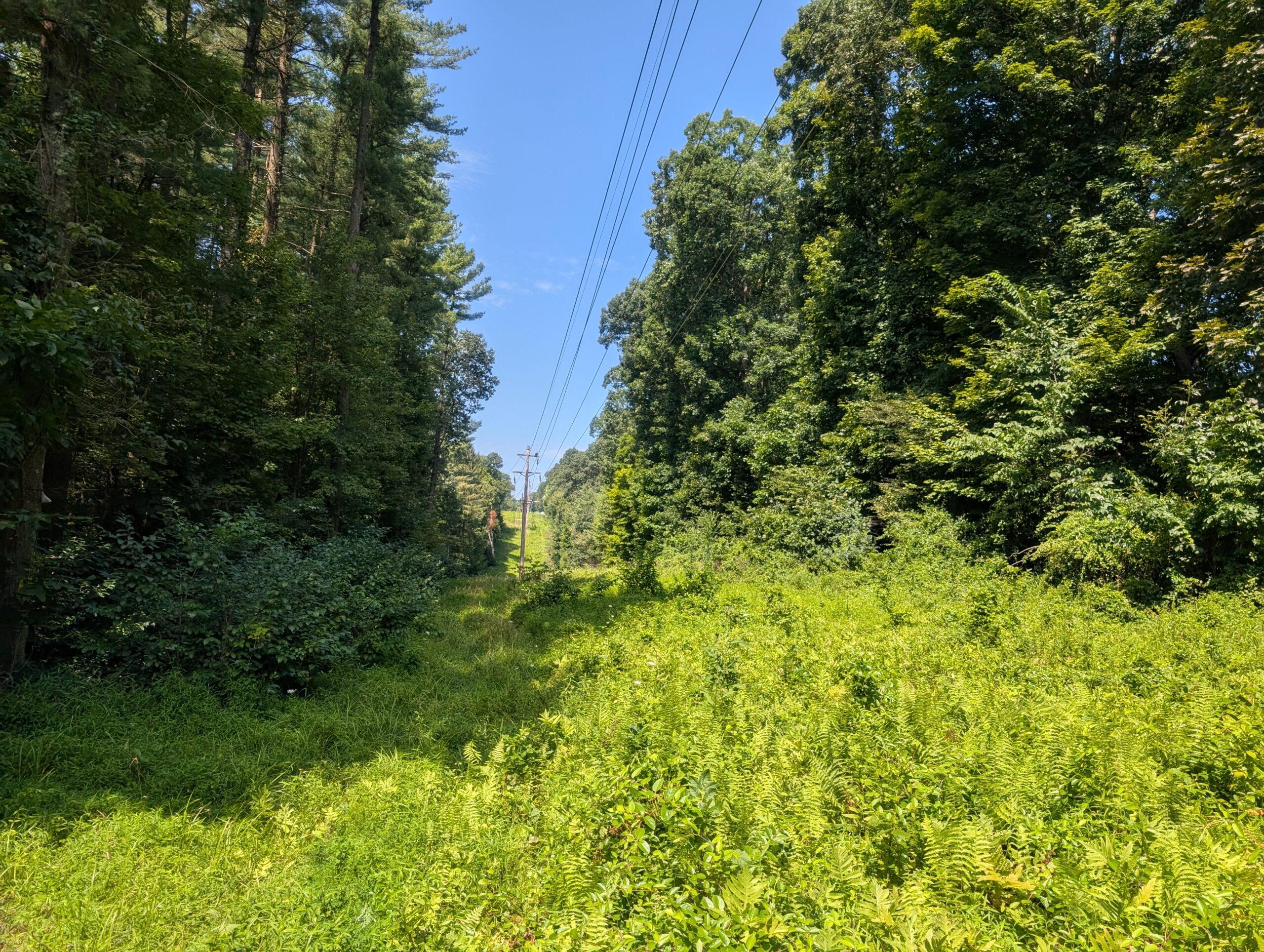 Secluded Central Ohio Hunting and Timber Land