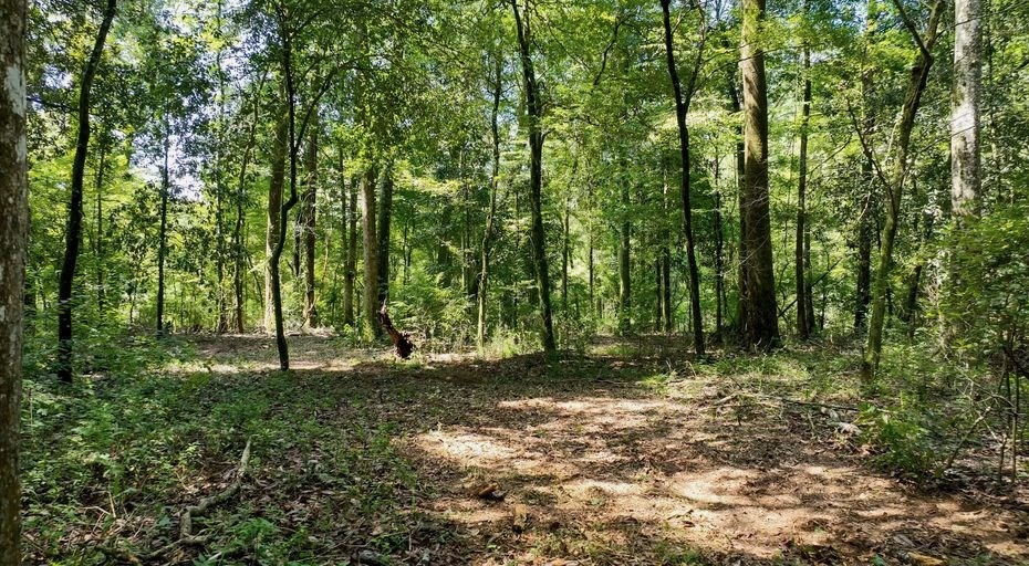 345+- Acres on Bogue Chitto River Summit MS